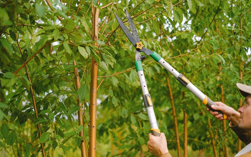 Tree trimming in Mount Horeb, WI